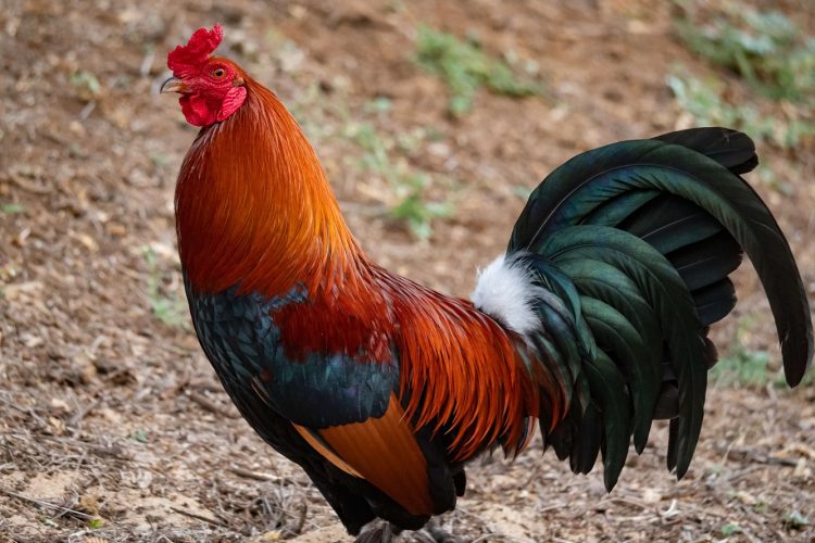 live chicken